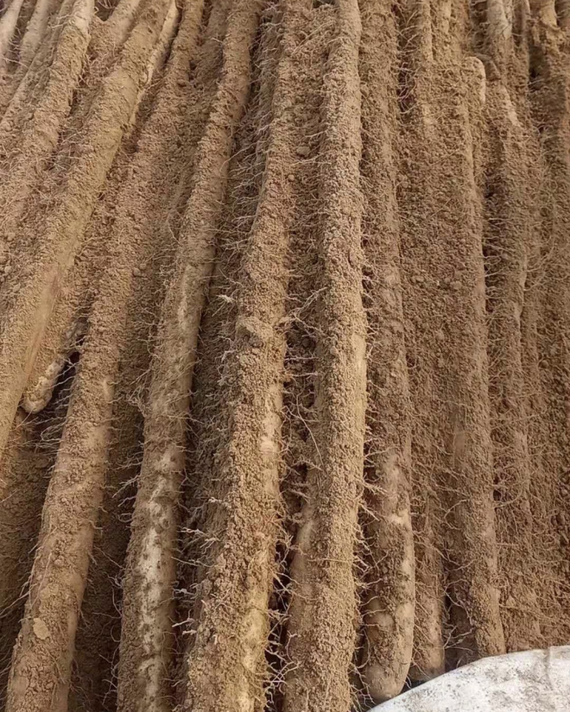 邢台白玉山药