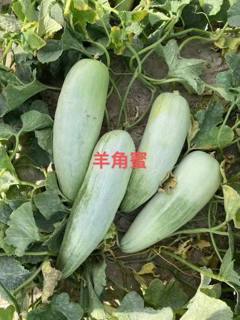禧来农羊角蜜甜瓜种子羊角酥种子羊角脆种子种植基地大面积种