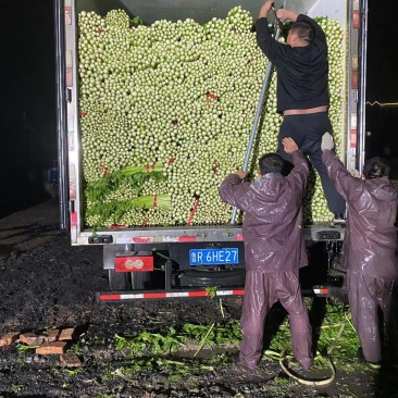 精品大棚西芹货忧价低一手货源专业的团队质量三保