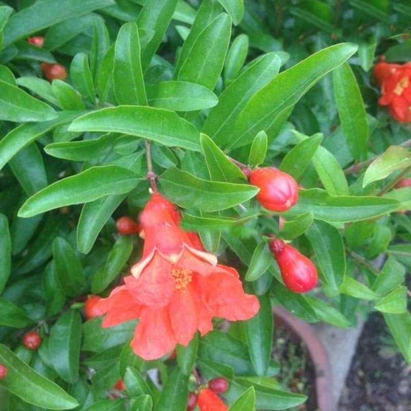 花石榴树