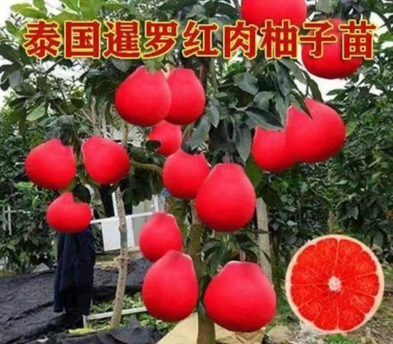 泰国暹罗红柚红肉红皮柚子苗当年结果品种纯