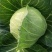 莲花白菜圆包菜甘蓝湖北大量促销甘蓝旺旺思特丹包菜现摘现卖