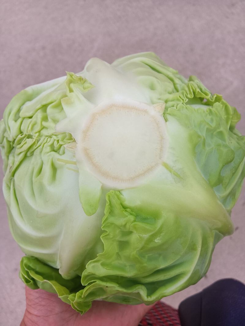 莲花白菜圆包菜甘蓝湖北大量促销甘蓝旺旺思特丹包菜现摘现卖