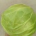 莲花白菜圆包菜甘蓝湖北大量促销甘蓝旺旺思特丹包菜现摘现卖