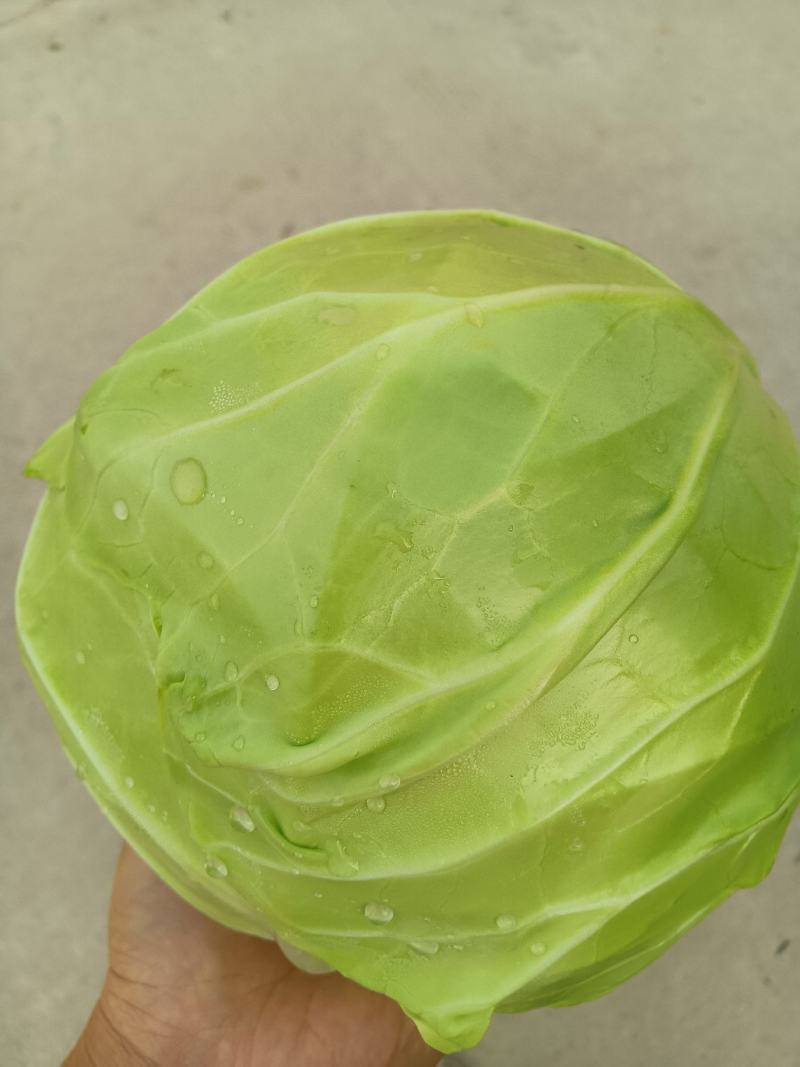 莲花白菜圆包菜甘蓝湖北大量促销甘蓝旺旺思特丹包菜现摘现卖