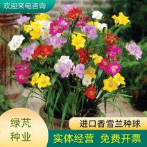 进口香雪兰种球盆栽重瓣带花苞小苍兰室内四季开花好养花卉