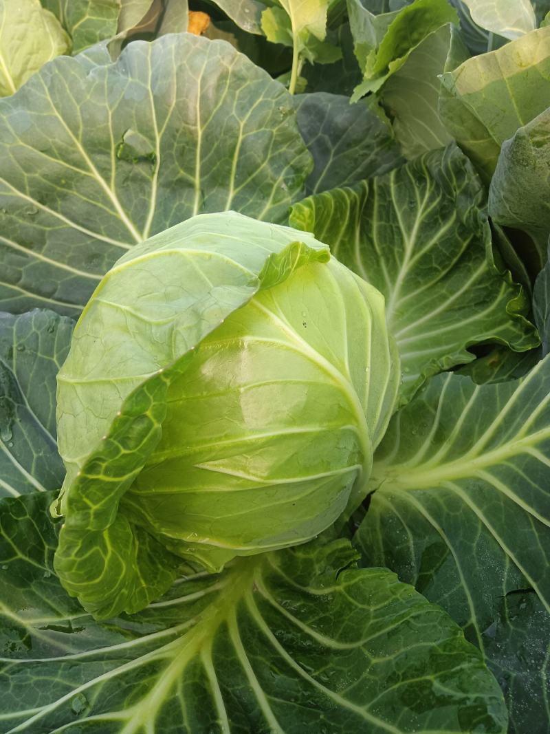 莲花白菜圆包菜甘蓝湖北大量促销甘蓝旺旺思特丹包菜现摘现卖