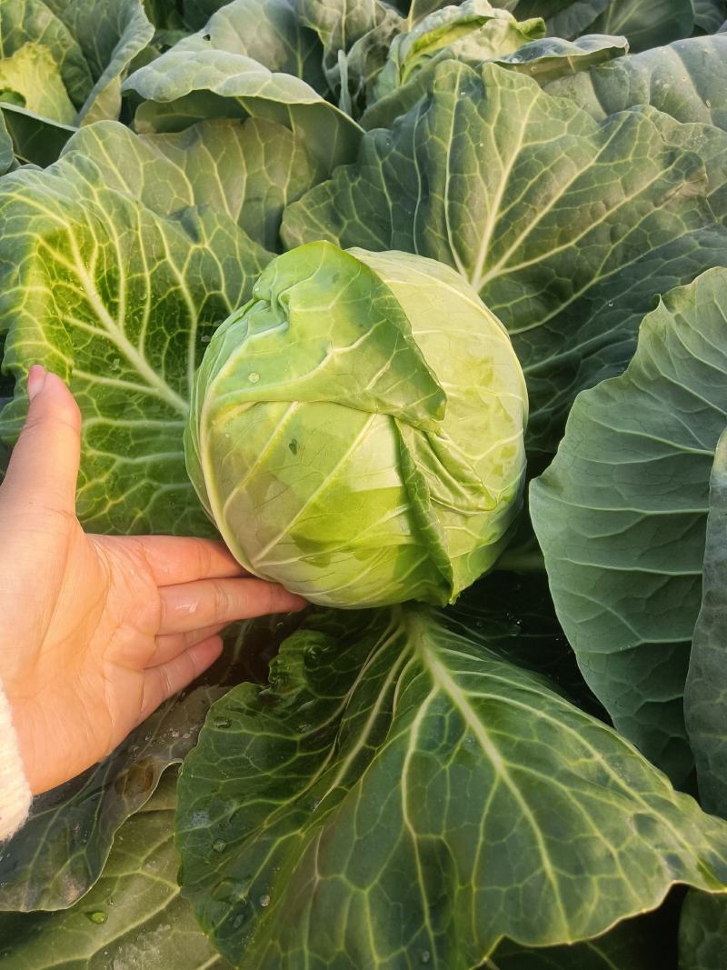 莲花白菜圆包菜甘蓝湖北大量促销甘蓝旺旺思特丹包菜现摘现卖