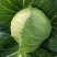 莲花白菜圆包菜甘蓝湖北大量促销甘蓝旺旺思特丹包菜现摘现卖