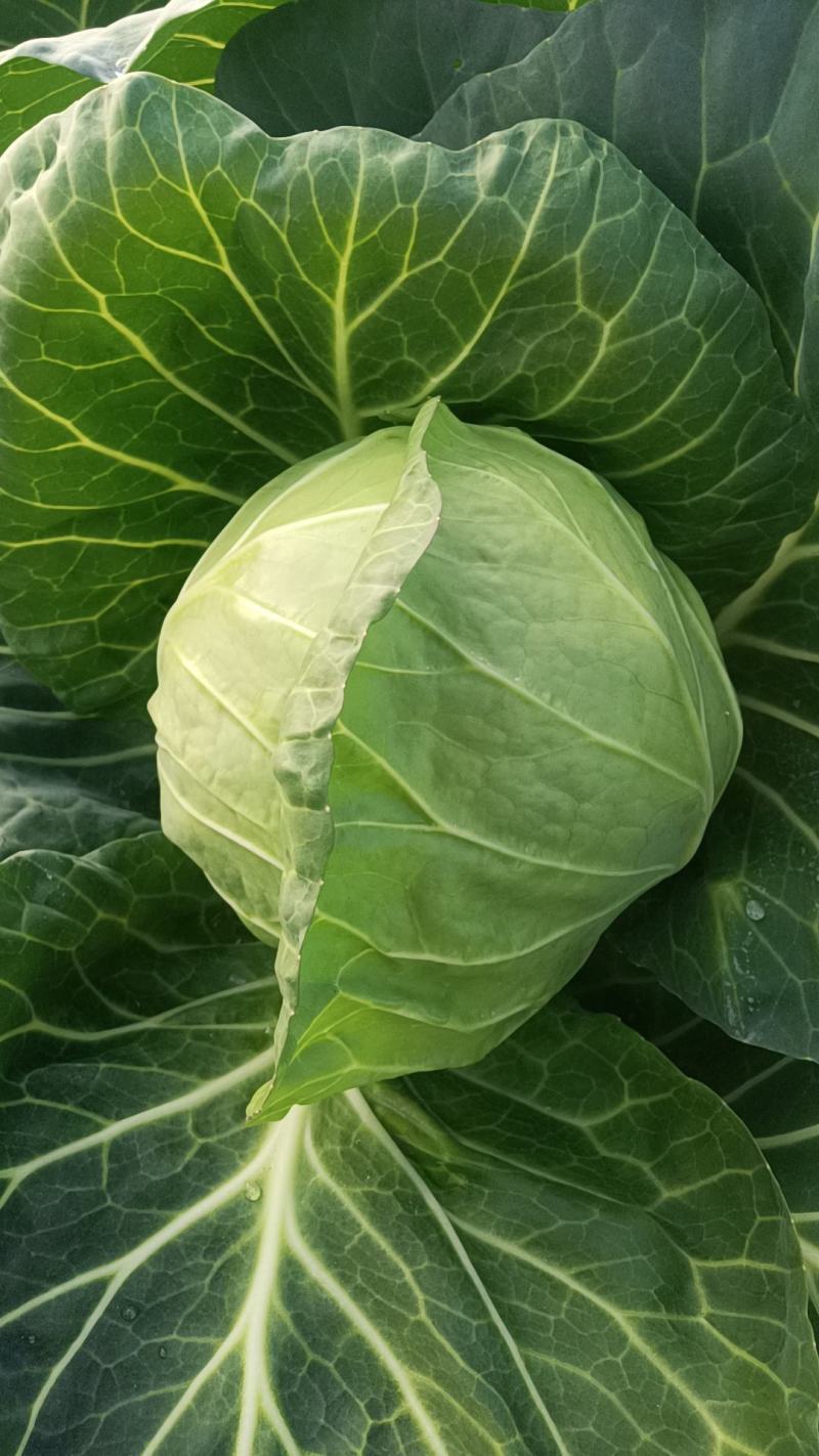 莲花白菜圆包菜甘蓝湖北大量促销甘蓝旺旺思特丹包菜现摘现卖