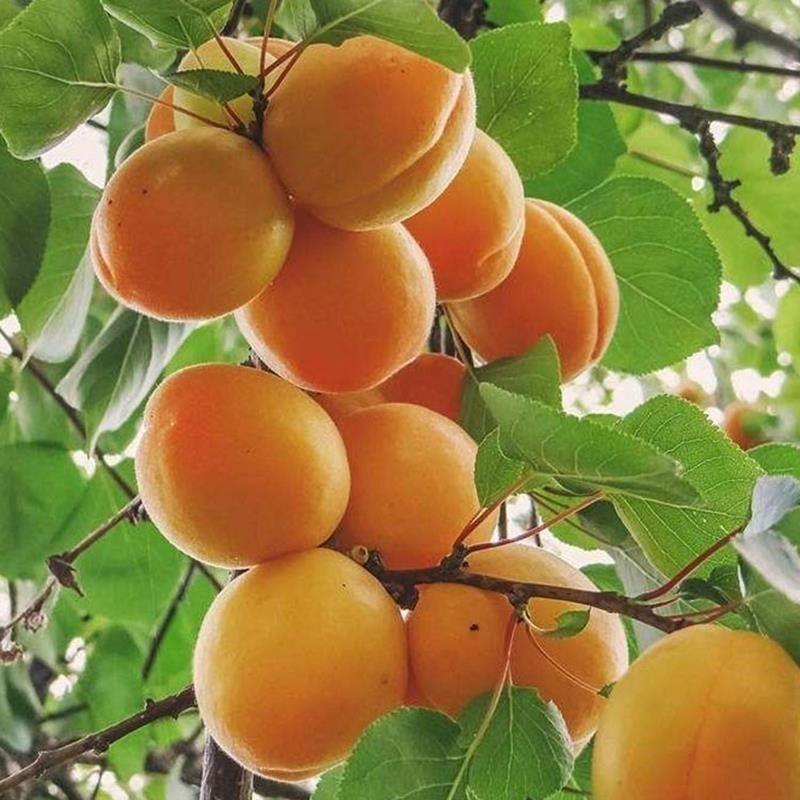 杏树苗荷兰香杏树苗大量供应现挖现发品质保证