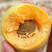 杏树苗荷兰香杏树苗大量供应现挖现发品质保证