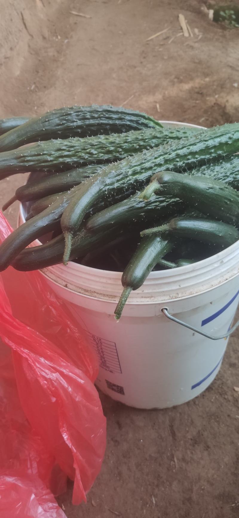 黄瓜