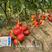 德宝2158西红柿种子粉红番茄种子亮度好耐裂硬度高抗病