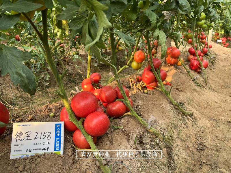 德宝2158西红柿种子粉红番茄种子亮度好耐裂硬度高抗病