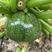 高品质无蔓西葫芦种子高产小瓜种子皮色深绿带白斑基地用种