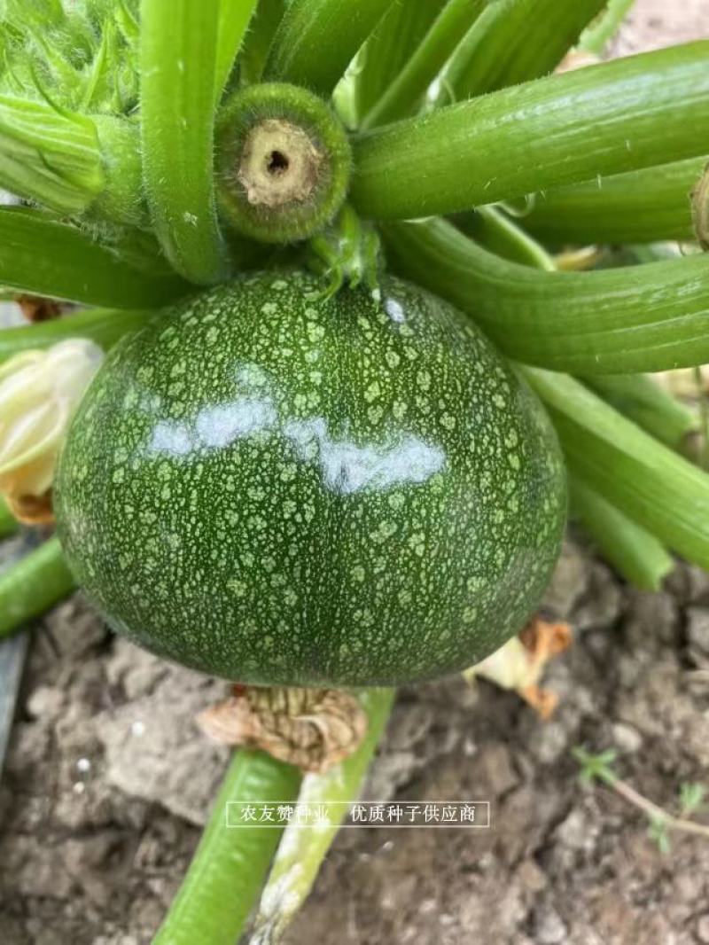 高品质无蔓西葫芦种子高产小瓜种子皮色深绿带白斑基地用种