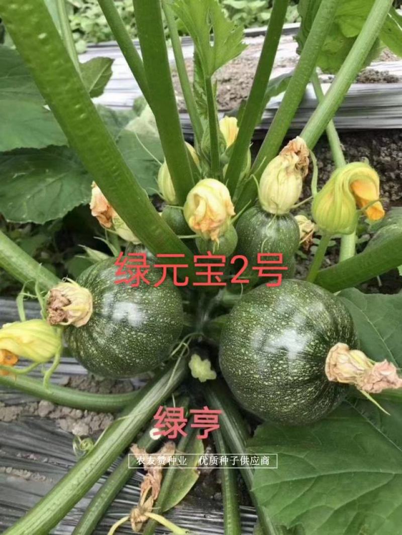 高品质无蔓西葫芦种子高产小瓜种子皮色深绿带白斑基地用种