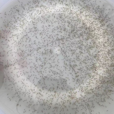 鲈鱼水花苗，一手货源质量保证，诚信经营，欢迎电联