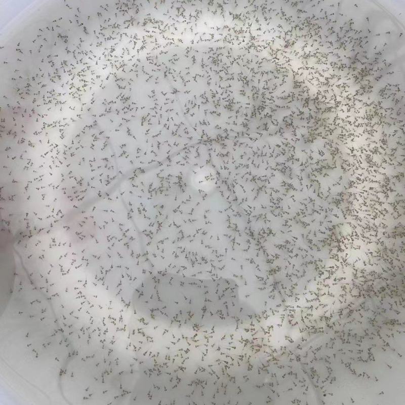 鲈鱼水花苗，一手货源质量保证，诚信经营，欢迎电联