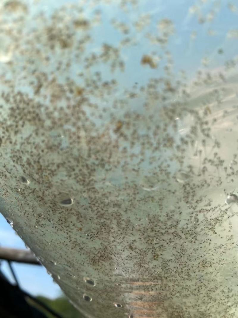 鲈鱼水花苗，一手货源质量保证，诚信经营，欢迎电联