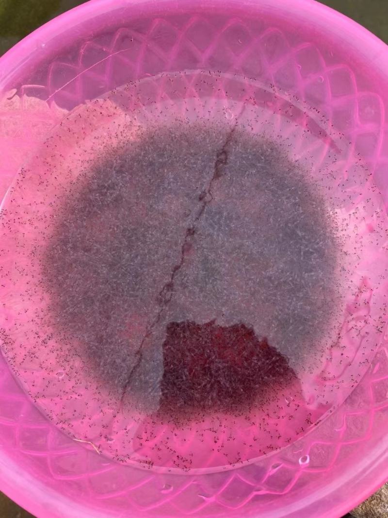 鲈鱼水花苗，一手货源质量保证，诚信经营，欢迎电联
