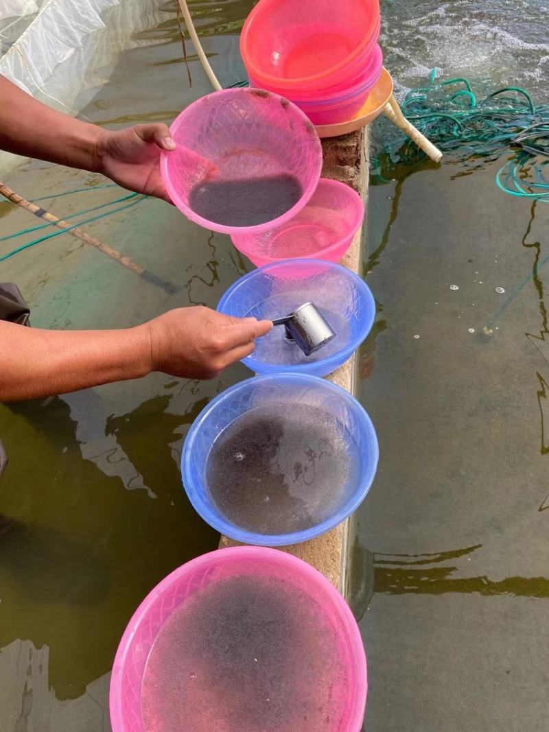 鲈鱼水花苗，一手货源质量保证，诚信经营，欢迎电联