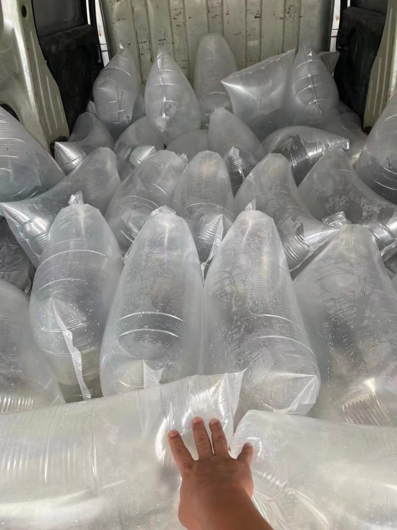 鲈鱼水花苗，一手货源质量保证，诚信经营，欢迎电联