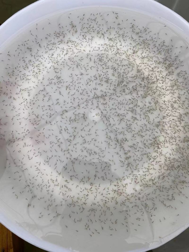 鲈鱼水花苗，一手货源质量保证，诚信经营，欢迎电联