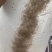 鲈鱼水花苗，一手货源质量保证，诚信经营，欢迎电联