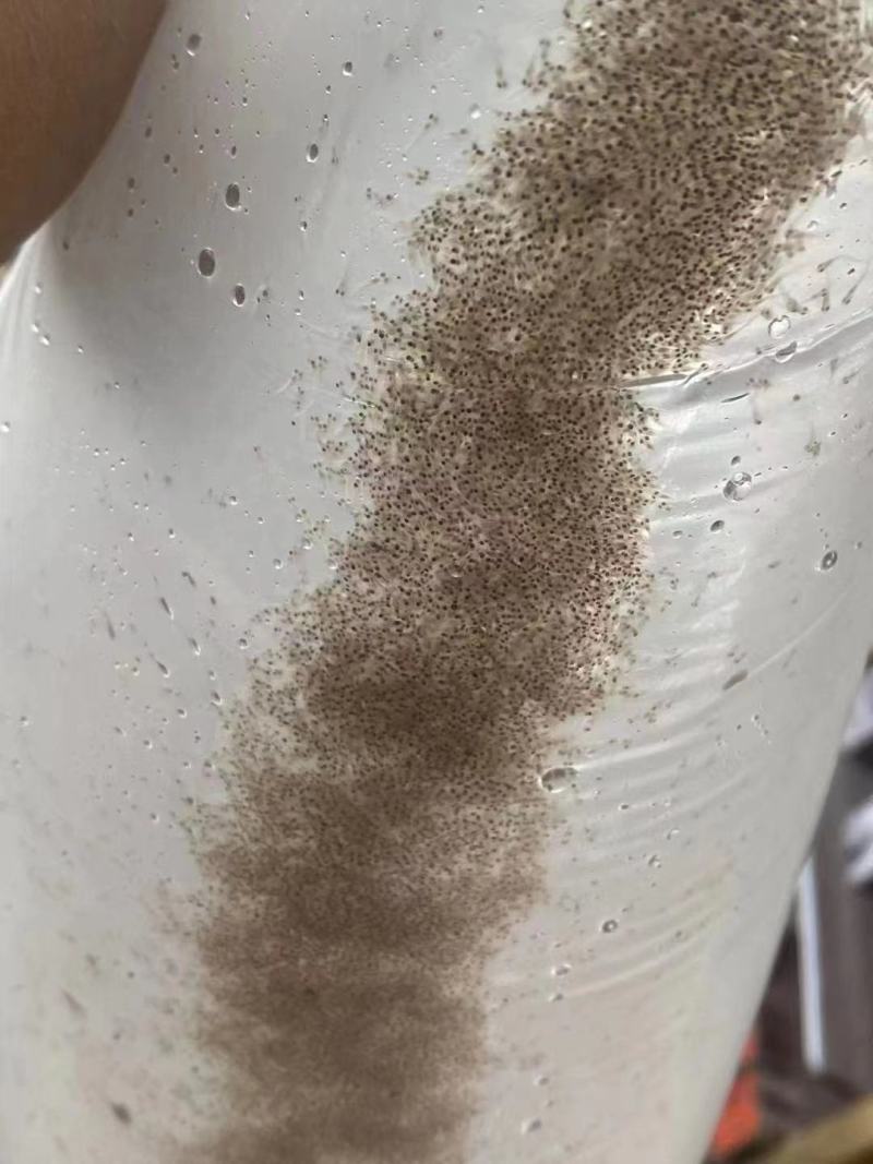 鲈鱼水花苗，一手货源质量保证，诚信经营，欢迎电联