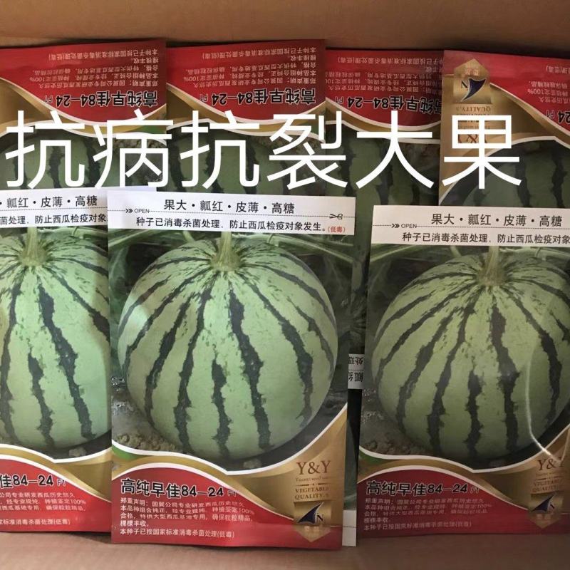高纯早佳84~24F1西瓜种子果大瓤红早熟品质好产量高商