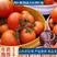 【精品】山东大红西红柿大量上市沙瓤物美价廉欢迎选购