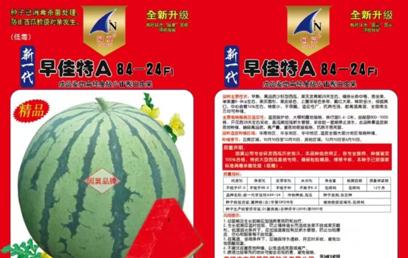 高纯早佳84~24F1西瓜种子果大瓤红早熟品质好产量高商