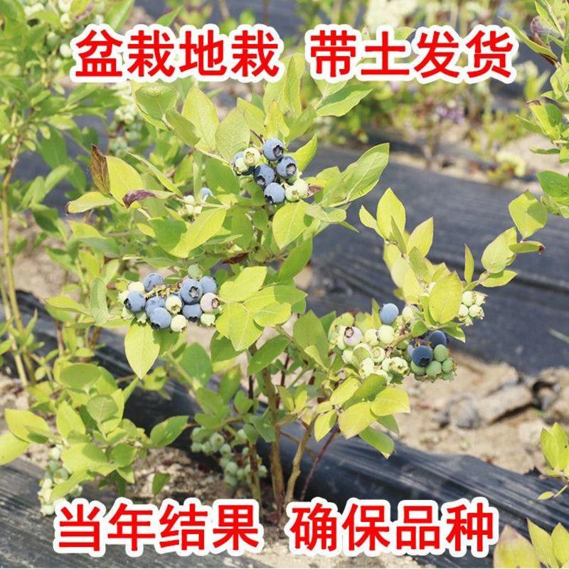 【牛商优选】蓝莓苗规格品类齐全带球发货包品种耐寒