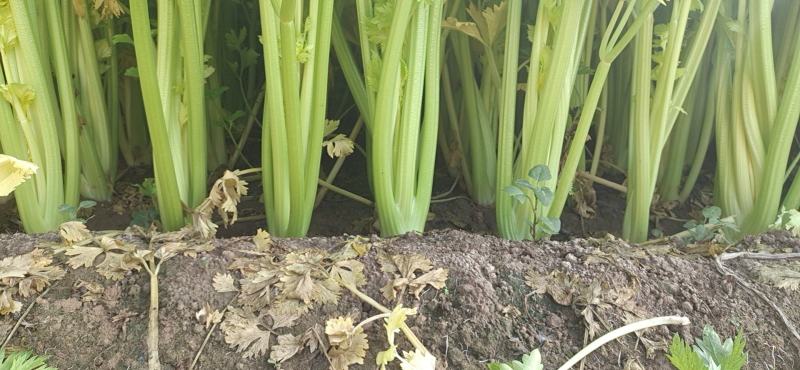 西芹50cm以上，芹菜！基地芹菜！捆把芹菜！袋装芹菜！