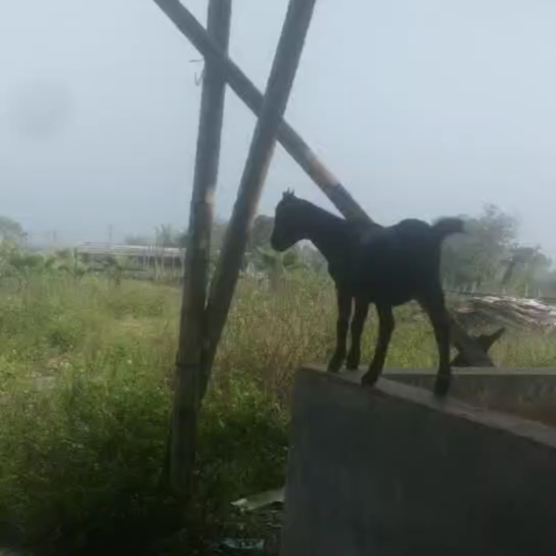 黑山羊