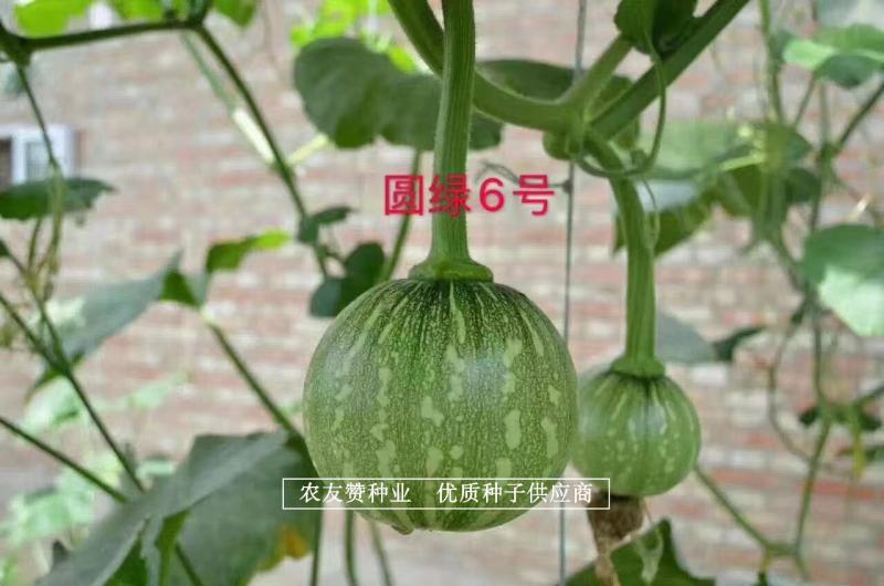 一串铃南瓜种子绿亨圆绿6号黄肉嫩南瓜种子，采收期长