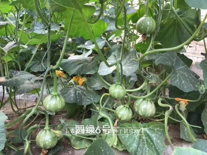 一串铃南瓜种子绿亨圆绿6号黄肉嫩南瓜种子，采收期长