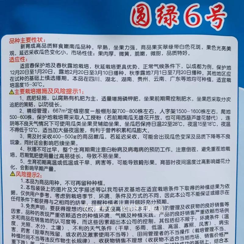 一串铃南瓜种子绿亨圆绿6号黄肉嫩南瓜种子，采收期长