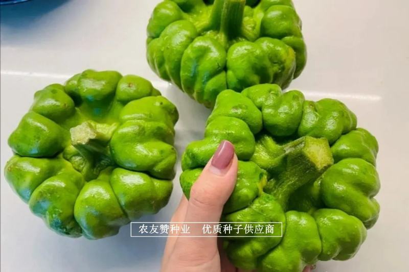 云南特色南瓜品种天上月005姜柄瓜种子高产优良姜饼瓜种