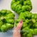 云南特色南瓜品种天上月005姜柄瓜种子高产优良姜饼瓜种