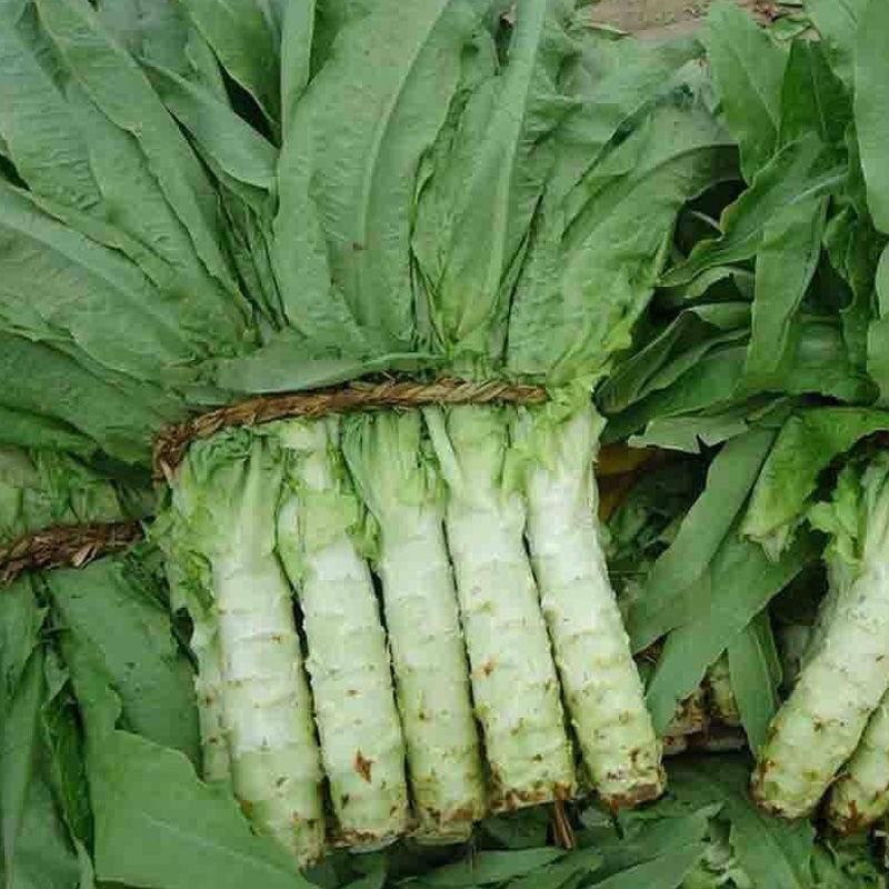 湖北莴笋，大量供应，全国供货，价格美丽，欢迎来电咨询