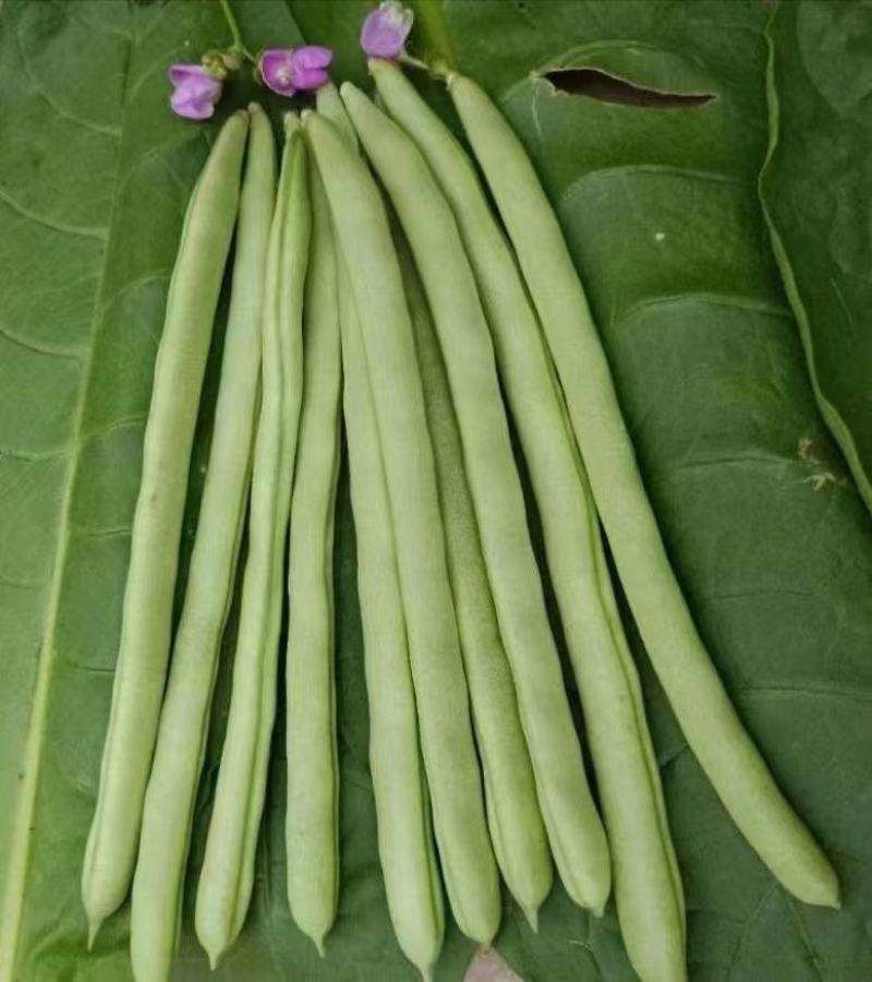 龙蔬小金豆种子豆角种子四季豆种子农户大面积种植蔬菜种子