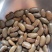 龙蔬小金豆种子豆角种子四季豆种子农户大面积种植蔬菜种子