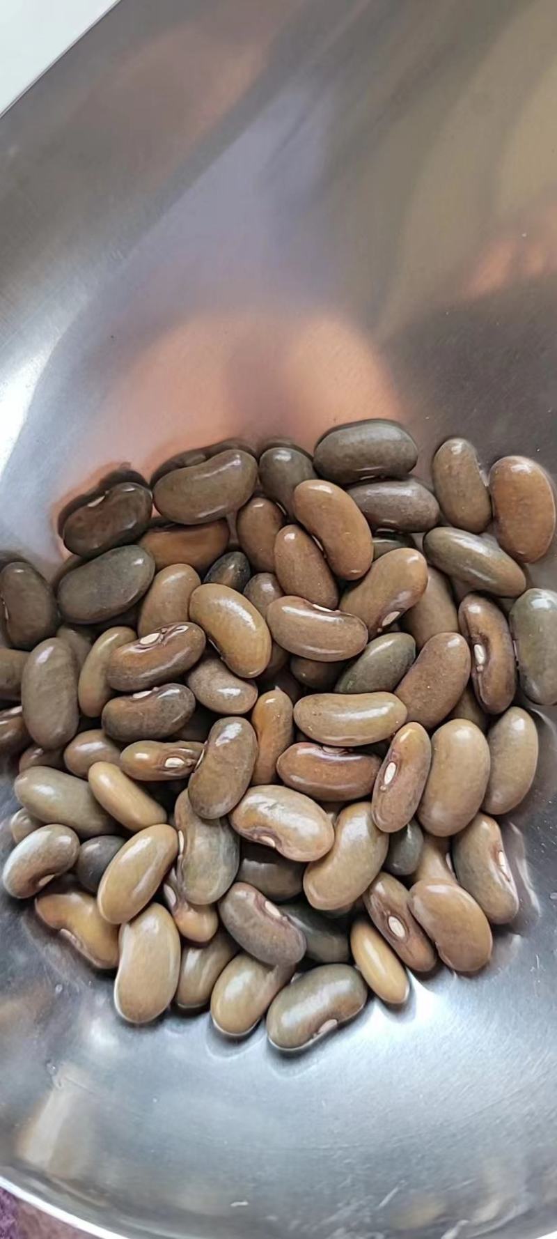 龙蔬小金豆种子豆角种子四季豆种子农户大面积种植蔬菜种子
