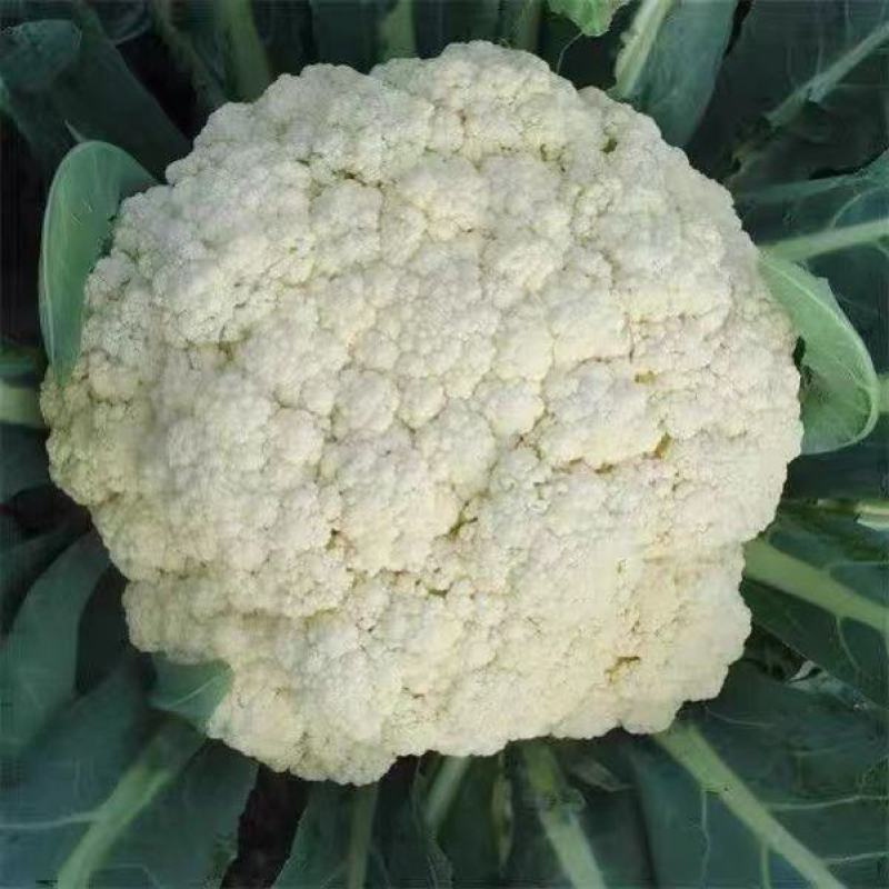 湖北有机花菜，菜花大量上市，欢迎来电采购，全国供货