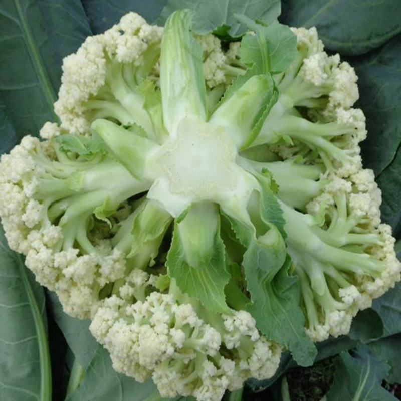 湖北有机花菜，菜花大量上市，欢迎来电采购，全国供货