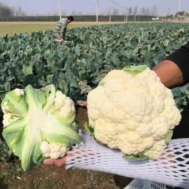 湖北有机花菜，菜花大量上市，欢迎来电采购，全国供货