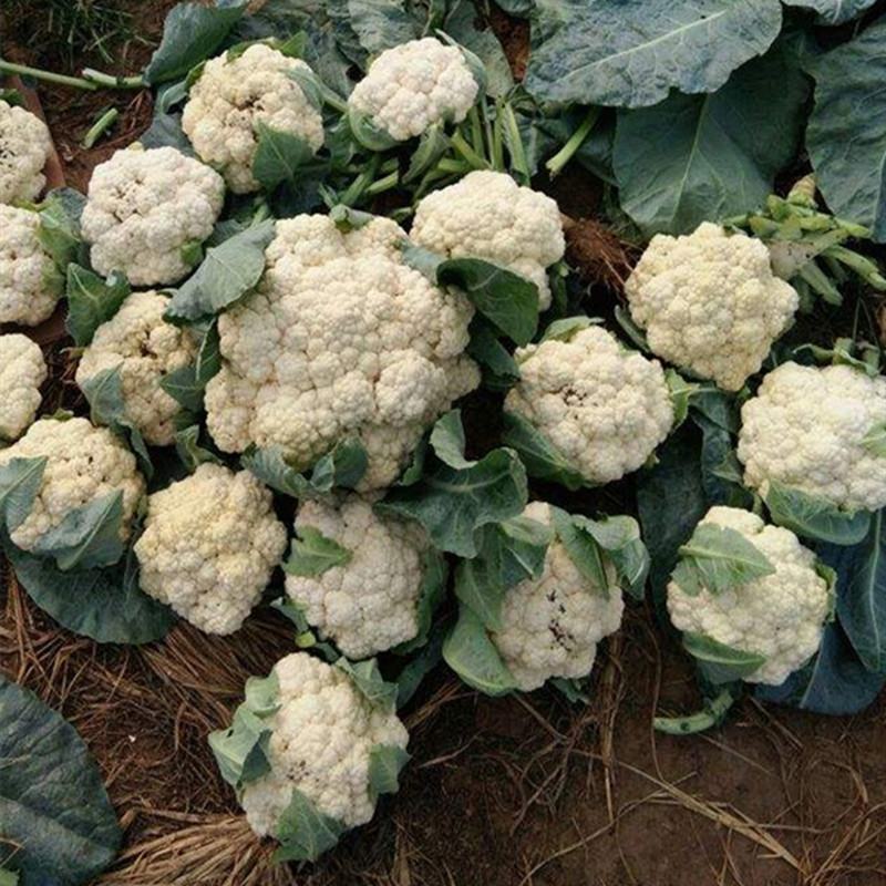 湖北有机花菜，菜花大量上市，欢迎来电采购，全国供货